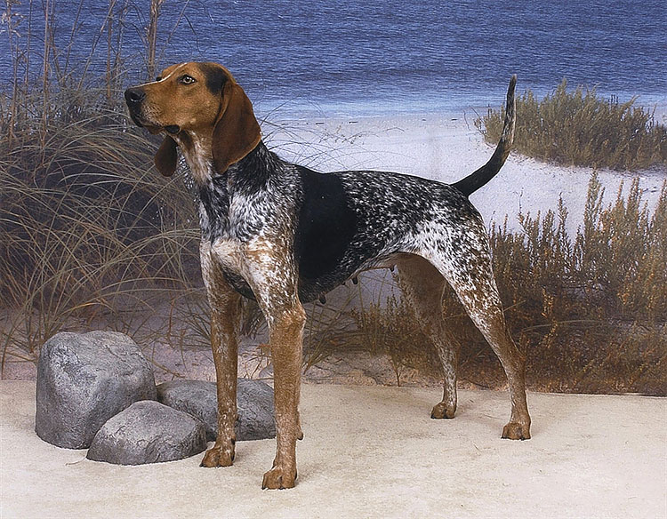3102 New Breeds to Debut at Westminster Dog Show