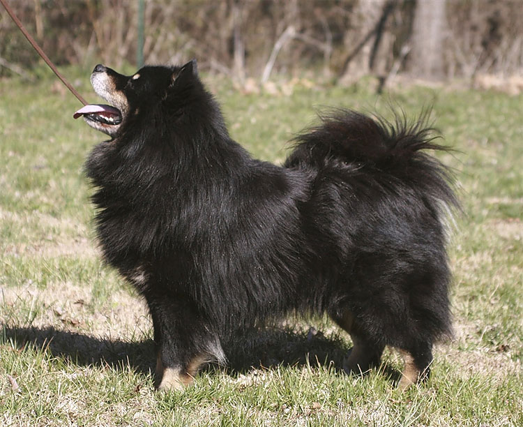 461 New Breeds to Debut at Westminster Dog Show