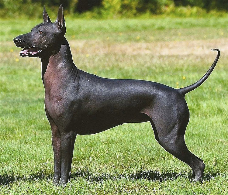 554 New Breeds to Debut at Westminster Dog Show
