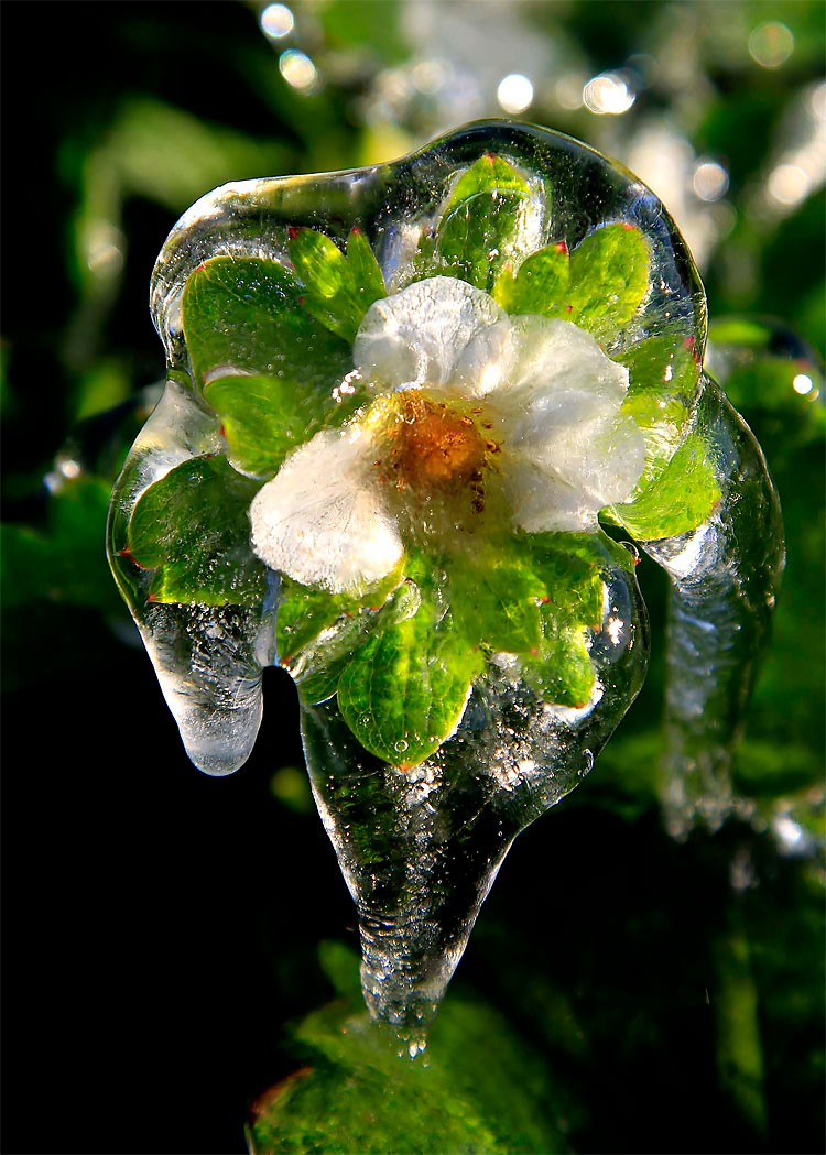 56 pic on Design You Trust 56 Frosty Florida: Seasons First Cold Spell Passes through the State