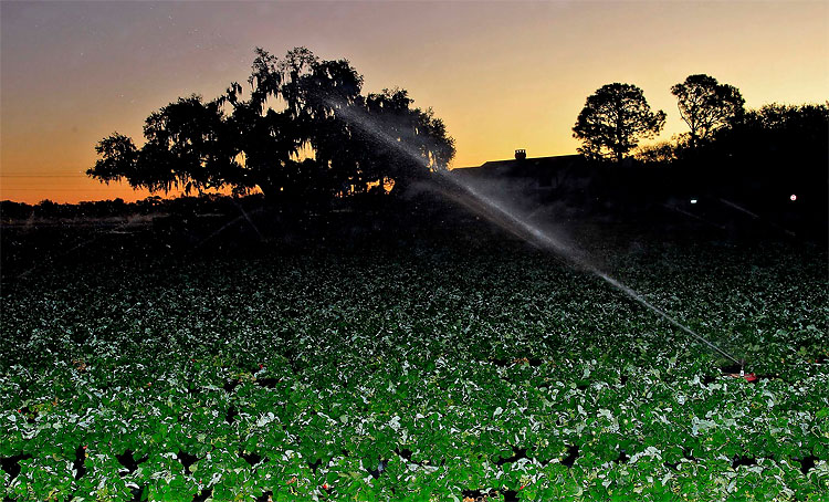 66 pic on Design You Trust 66 Frosty Florida: Seasons First Cold Spell Passes through the State