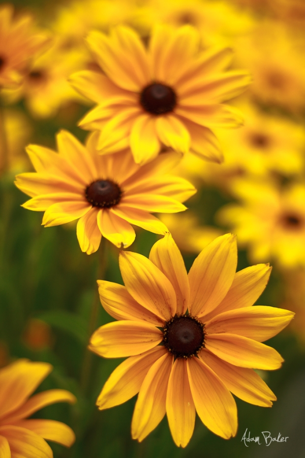 Flowers Pics 01 pic on Design You Trust Flowers Pics 01 30 Adorable Pictures Of Flowers