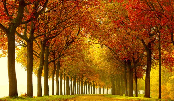 Photogaphy Inspiration by Lars van de Goor 11 610x354 Lars van de Goor Photography