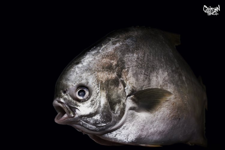 TING Pomfret3 Pomfret Portraits by @Chairman Ting