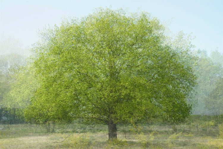 Interesting photo compositions of trees by Kim Boske a4 Interesting photo compositions of trees by Kim Boske