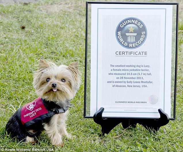Lucy, the worlds smallest working dog article 0 0F7B5B3200000578 610 636x527 Lucy, the worlds smallest working dog