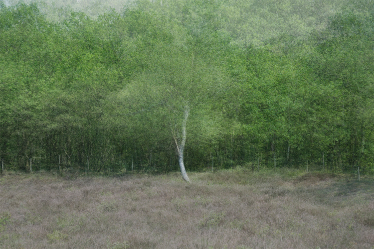 Interesting photo compositions of trees by Kim Boske b2 Interesting photo compositions of trees by Kim Boske