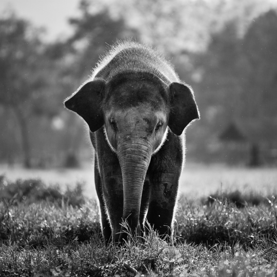 Great animals photos dyt1a13 Great animals photos