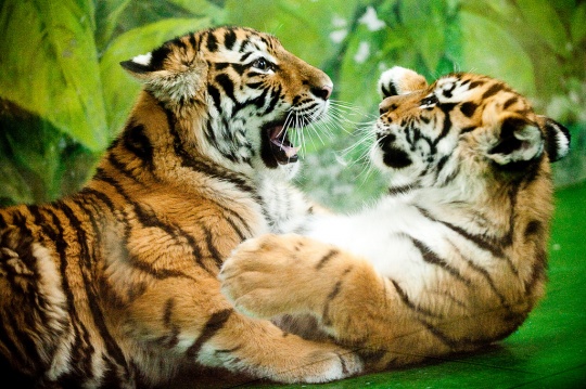 Great animals photos dyt1b14 Great animals photos