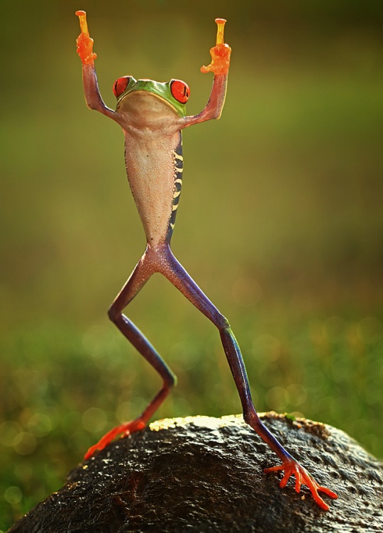 Great animals photos dyt1c13 Great animals photos