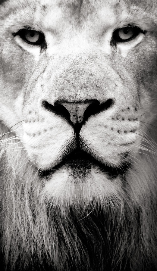 Great animals photos dyt1d13 Great animals photos