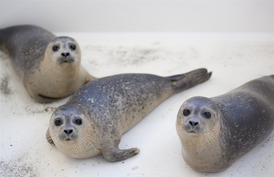 pb 120112 seals 04 pic on Design You Trust pb 120112 seals 04 Orphaned baby seals crowd sanctuary in Netherlands