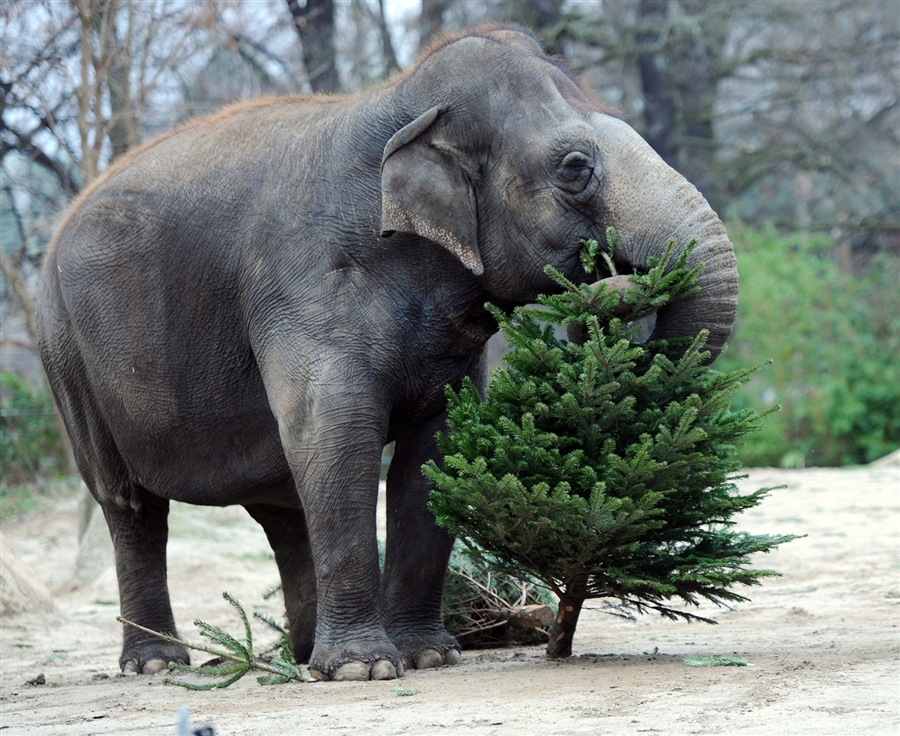 so christmas is over? Elephants photos, Animals, Elephant