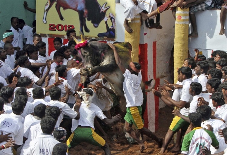 pb 120117 bull da 02.photoblog900 750x511 pic on Design You Trust pb 120117 bull da 02.photoblog900 750x511 Jallikattu bull taming festival in Madurai, India