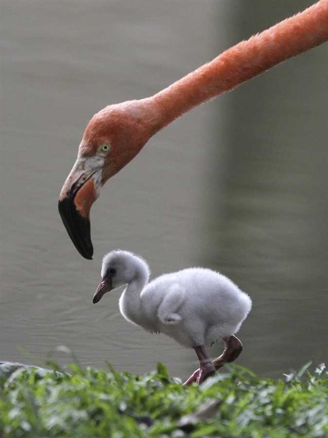 Flamingo Chick