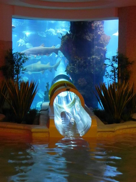 Aquarium Slide @ Golden Nugget, Las Vegas tumblr ly3elewhNw1qiqf01o1 500 Aquarium Slide @ Golden Nugget, Las Vegas