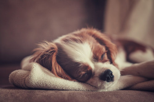 04 pictures of dogs pic on Design You Trust 04 pictures of dogs Cute Pictures of Dogs