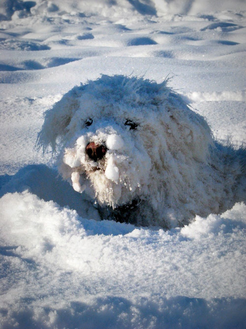 05 pictures of dogs pic on Design You Trust 05 pictures of dogs Cute Pictures of Dogs