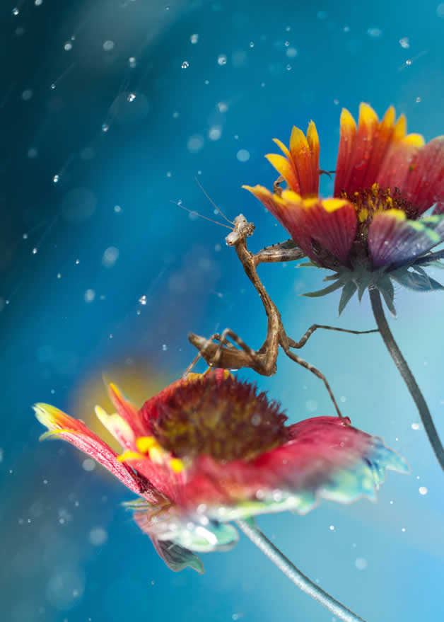 10 Lee Peiling macro Amazing and Wonderfull Macro photo by Lee Peiling