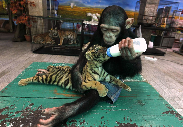 Animal Instinct: The World’s Most Unlikely Friendships 1012 Animal Instinct: The World’s Most Unlikely Friendships