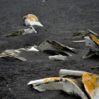 1045 140x140 Moments in Antarctica / Kadavre Exquis