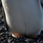 11103 140x140 Moments in Antarctica / Kadavre Exquis