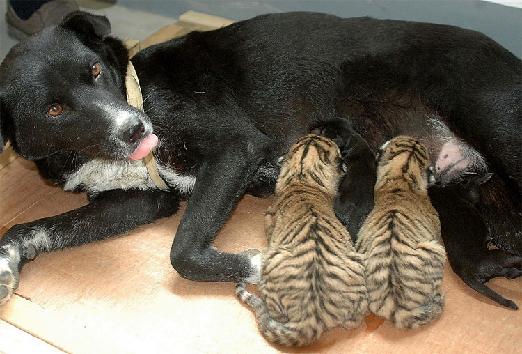 Animal Instinct: The World’s Most Unlikely Friendships 1116 Animal Instinct: The World’s Most Unlikely Friendships