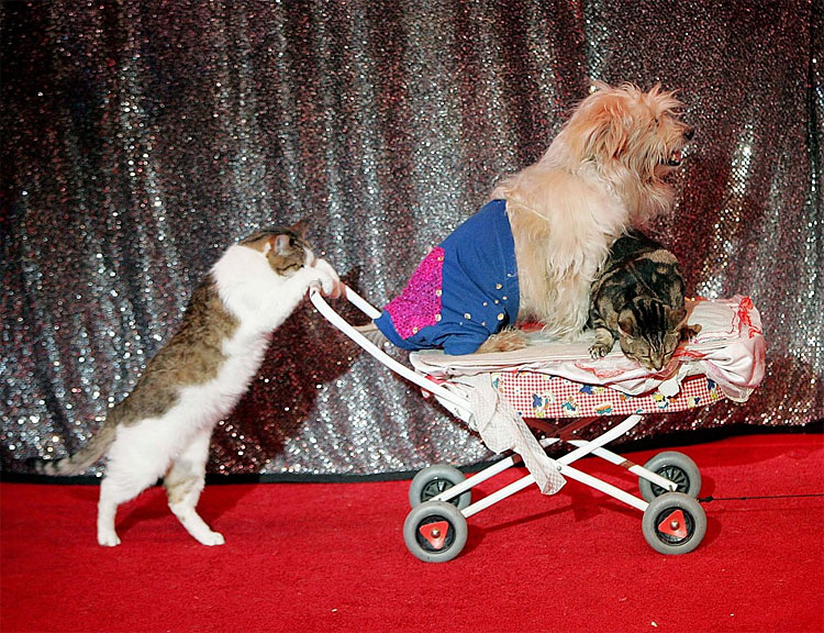 Animal Instinct: The World’s Most Unlikely Friendships 1215 Animal Instinct: The World’s Most Unlikely Friendships