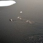 1257 140x140 Moments in Antarctica / Kadavre Exquis