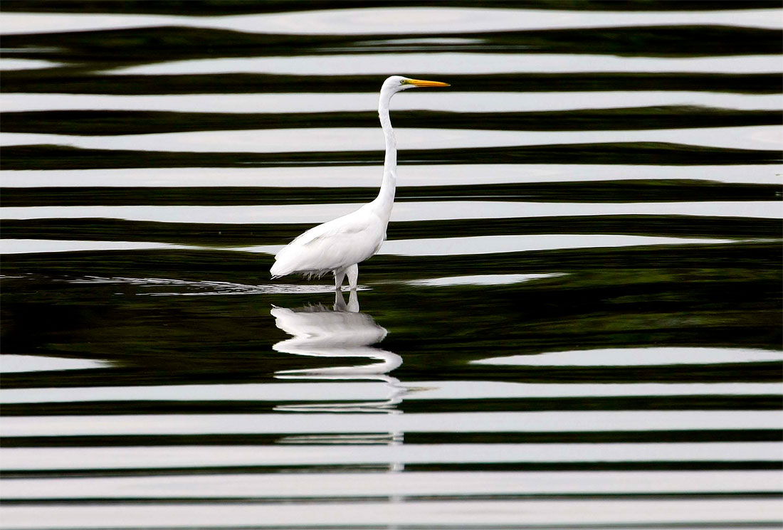 1258 pic on Design You Trust 1258 Photo of the Day: Egret