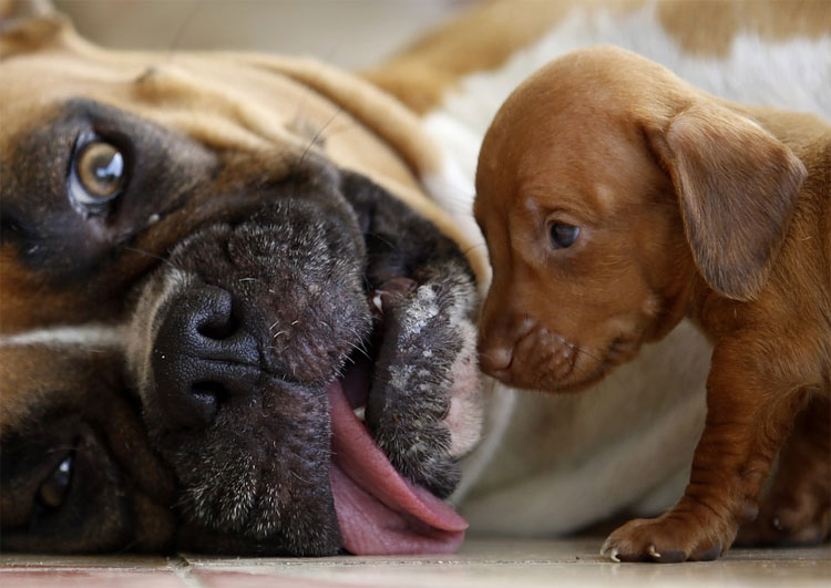 Animal Instinct: The World’s Most Unlikely Friendships 1314 Animal Instinct: The World’s Most Unlikely Friendships