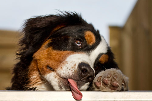14 pictures of dogs pic on Design You Trust 14 pictures of dogs Cute Pictures of Dogs