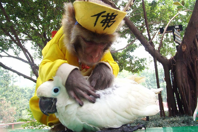 Animal Instinct: The World’s Most Unlikely Friendships 1412 Animal Instinct: The World’s Most Unlikely Friendships