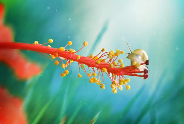 15 Lee Peiling macro Amazing and Wonderfull Macro photo by Lee Peiling