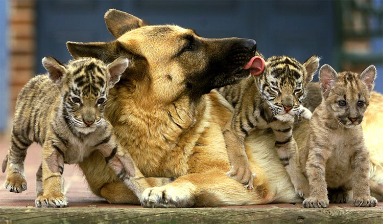 Animal Instinct: The World’s Most Unlikely Friendships 1512 Animal Instinct: The World’s Most Unlikely Friendships