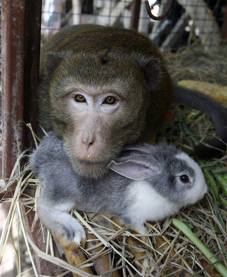 Animal Instinct: The World’s Most Unlikely Friendships 169 Animal Instinct: The World’s Most Unlikely Friendships