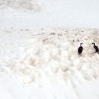 1715 140x140 Moments in Antarctica / Kadavre Exquis