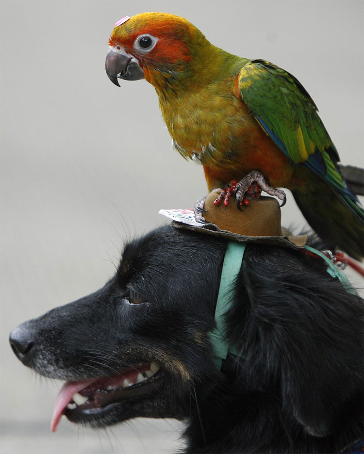 Animal Instinct: The World’s Most Unlikely Friendships 174 Animal Instinct: The World’s Most Unlikely Friendships