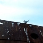 1912 140x140 Moments in Antarctica / Kadavre Exquis