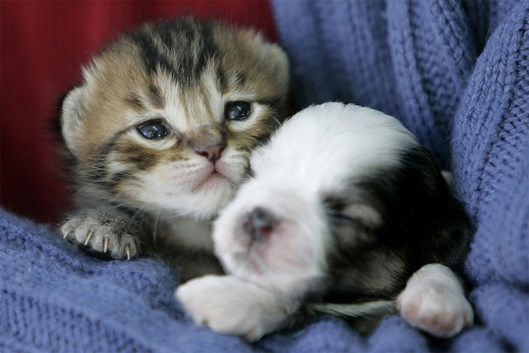 Animal Instinct: The World’s Most Unlikely Friendships 192 Animal Instinct: The World’s Most Unlikely Friendships