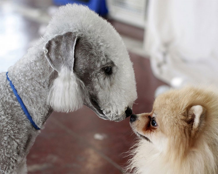 Animal Instinct: The World’s Most Unlikely Friendships 201 Animal Instinct: The World’s Most Unlikely Friendships