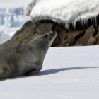 203 140x140 Moments in Antarctica / Kadavre Exquis