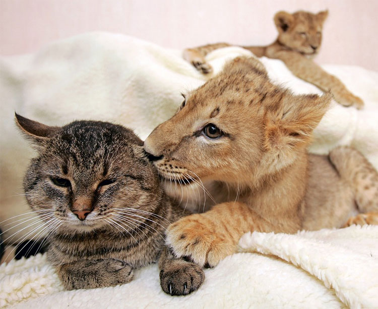 Animal Instinct: The World’s Most Unlikely Friendships 226 Animal Instinct: The World’s Most Unlikely Friendships