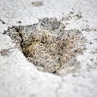 2311 140x140 Moments in Antarctica / Kadavre Exquis