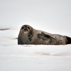 2510 140x140 Moments in Antarctica / Kadavre Exquis