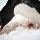 2610 140x140 Moments in Antarctica / Kadavre Exquis