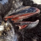 2710 140x140 Moments in Antarctica / Kadavre Exquis