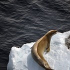 2810 140x140 Moments in Antarctica / Kadavre Exquis