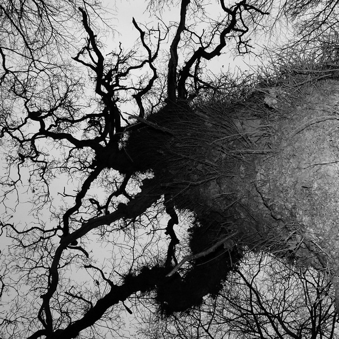 Stunning Trees Photographed by Grant Simon Rogers Stunning Trees Photographed by Grant Simon Rogers