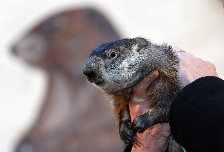 Groundhog Day 2012: Phil Predicts 6 More Weeks of Winter 318 Groundhog Day 2012: Phil Predicts 6 More Weeks of Winter